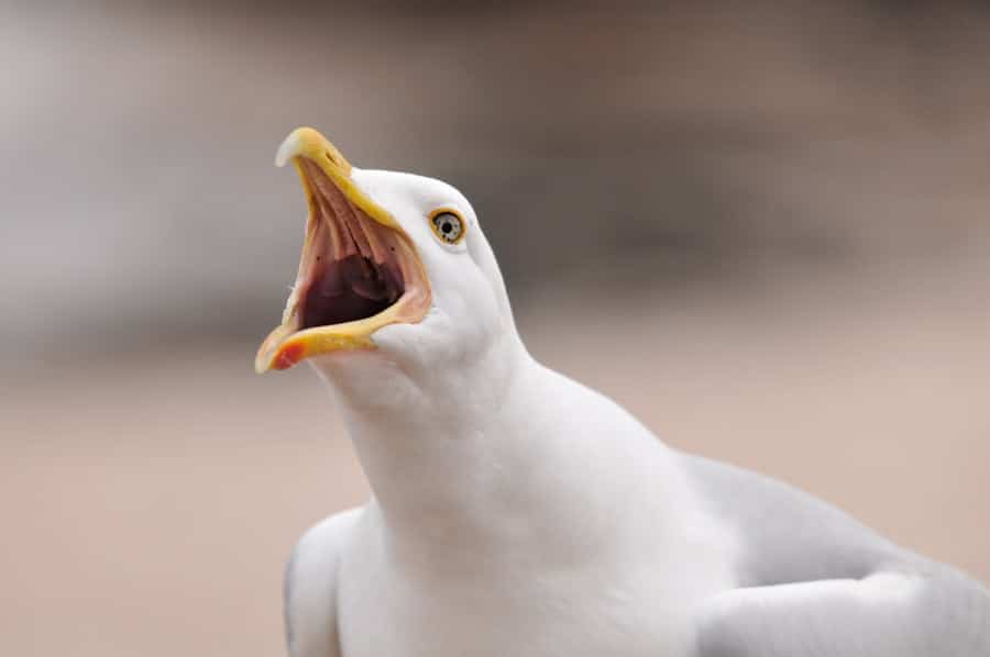 Meme Man