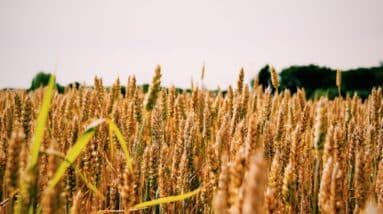 Photo Agricultural field