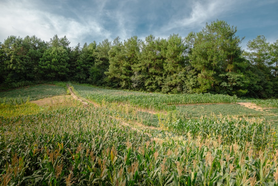 Photo Agricultural field