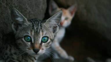 Photo Crypto Kitties