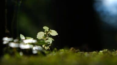 Photo Ethereum sustainability