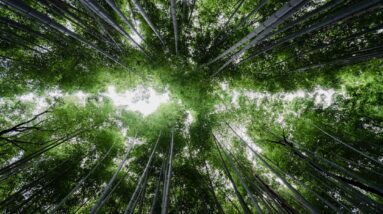 Photo Ethereum Sustainability